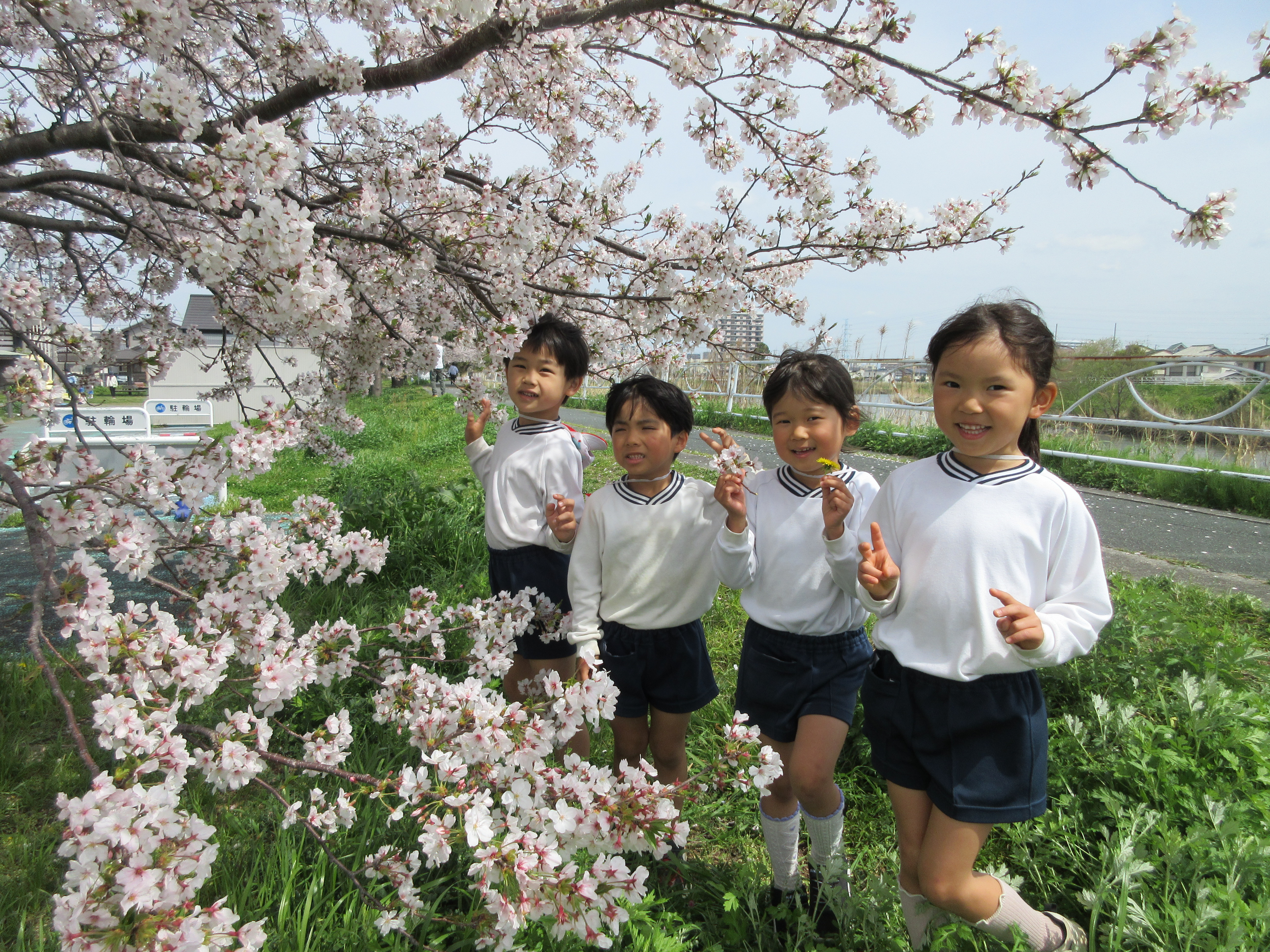 桜を見に行ったよ！